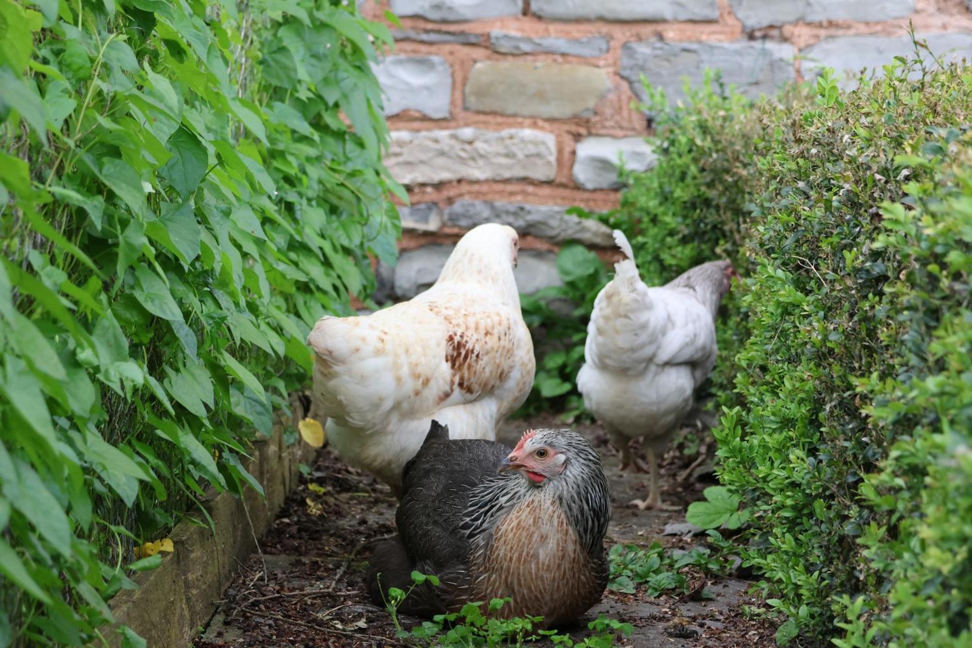 Tranquil And Cosy Cottage On The Somerset Levels Bridgwater Ngoại thất bức ảnh